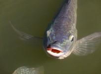 Tilapia fish