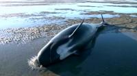 mass-whale-stranding-in-nz-some-25-dead