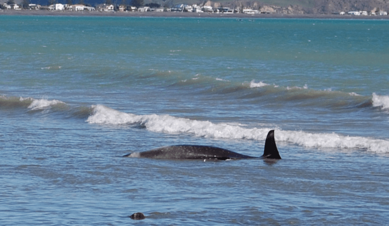 Whale beachings