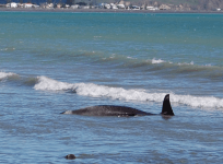 Whale beachings