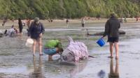 dozens-of-whales-die-in-nz-beaching