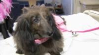 poochy-pals-present-perfect-valentines-to-patients