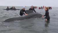 More than 60 beached whales returned to sea