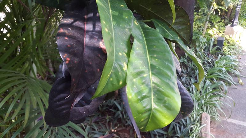 Lenovo A6000 Camera Samples- Normal Lighting Lenovo A6000 Camera Samples- 1