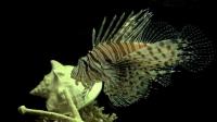 lionfish-go-from-hunters-to-hunted-in-conservation-competition