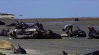 stranded-whales-die-on-new-zealand-beach