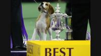 beagle-named-miss-p-is-best-in-show