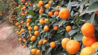 toxic-tet-kumquats-highlight-vietnams-pesticide-problem