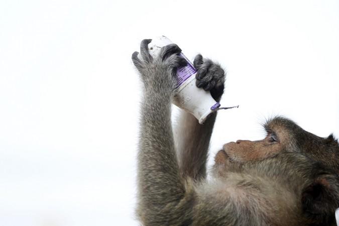 monkey