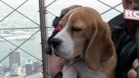 best-in-show-miss-p-conquers-new-york