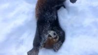 snow-day-for-red-pandas-at-cincinnati-zoo