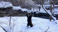 animals-in-the-news-around-the-globe