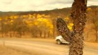 ecuadors-yellow-guayacan-trees-a-breathtaking-sight