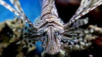 invasive-lionfish-meet-their-match-in-florida-keys