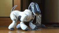 in-japan-robot-dogs-are-for-life-and-death