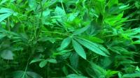 mayor-says-district-of-columbia-to-go-ahead-with-pot-legalization
