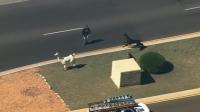 llama-drama-in-arizona