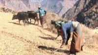 poverty-sends-nepals-freed-farmworkers-back-to-slavery