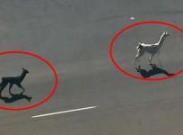 A drama emanating from a live chase of two Llamas on the loose in the streets of Sun City, Arizona captivated the entire nation.