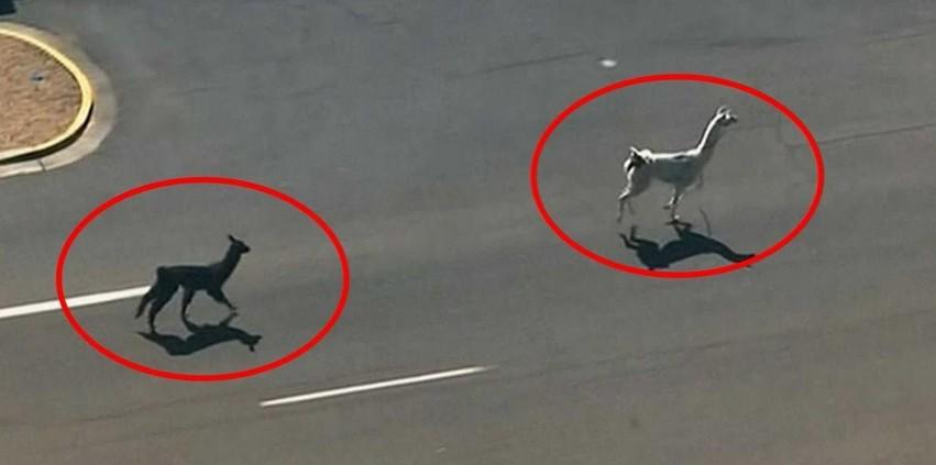 A drama emanating from a live chase of two Llamas on the loose in the streets of Sun City, Arizona captivated the entire nation. A drama emanating from a live chase of two Llamas on the loose in the streets of Sun City, Arizona captivated the entire nation.
