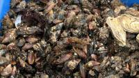 crimean-oysters-aim-for-russian-palates