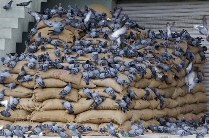 Pigeons eat grains from stacked sacks at the Agricultural Produce Market Committee (APMC) market yard, on the outskirts of the western Indian city of Ahmedabad July 29, 2014. Indian Economy