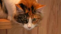 animals-in-the-news-around-the-globe
