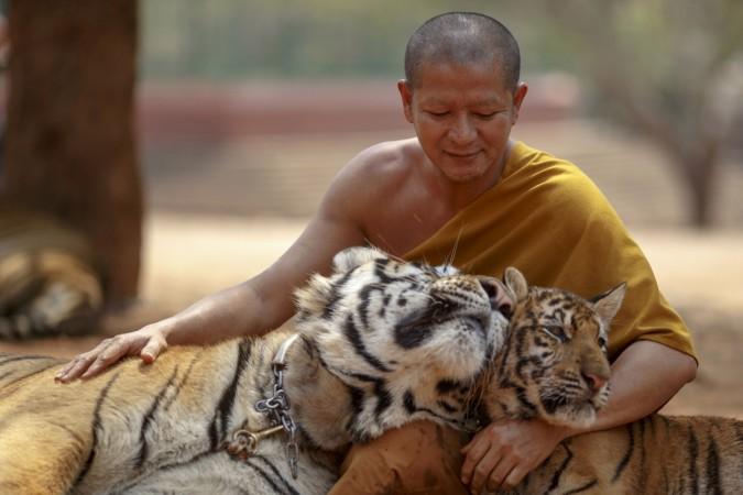 tiger