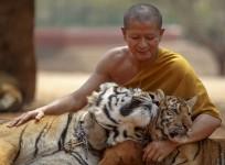 tiger