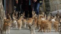japan-island-overrun-by-cats