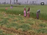 heavy-rains-in-northern-india-may-clip-wheat-output