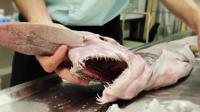 rare-goblin-shark-found-in-australia