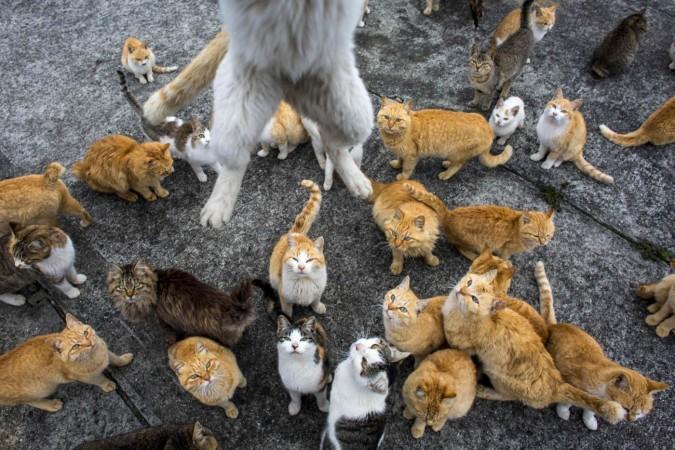 Japanese Aoshima island overrun by cats