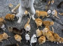 Japanese Aoshima island overrun by cats