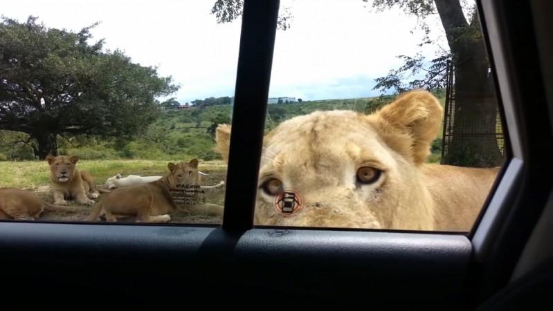 Video: Safari-goers scream as lion works out how to open car door