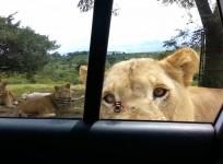 Video: Safari-goers scream as lion works out how to open car door