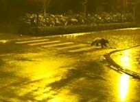 giant-panda-spotted-strolling-in-southwest-china-town-at-night