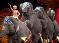 ringling-bros-circus-to-stop-elephant-acts-by-2018