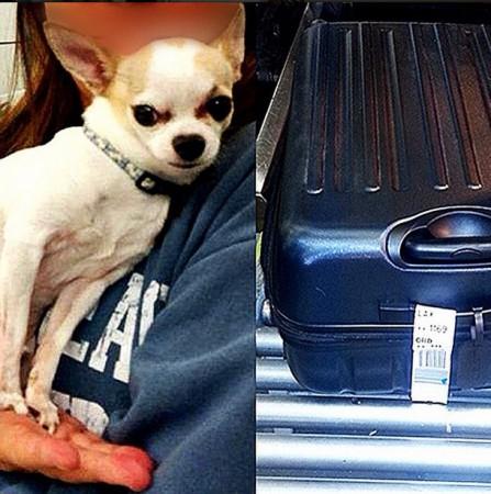 The Chihuahua was found inside the black suitcase (right).