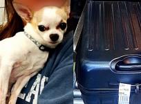 The Chihuahua was found inside the black suitcase (right).