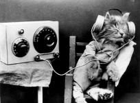 composer-creates-music-just-for-cats-and-they-love-it-listen-here