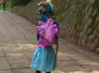 dog-walking-on-two-hind-legs-amazes-people-in-china