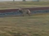 wolf-spotted-in-netherlands-for-first-time-in-over-100-years