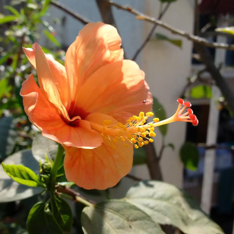 Blackberry Classic Image Sample- 1