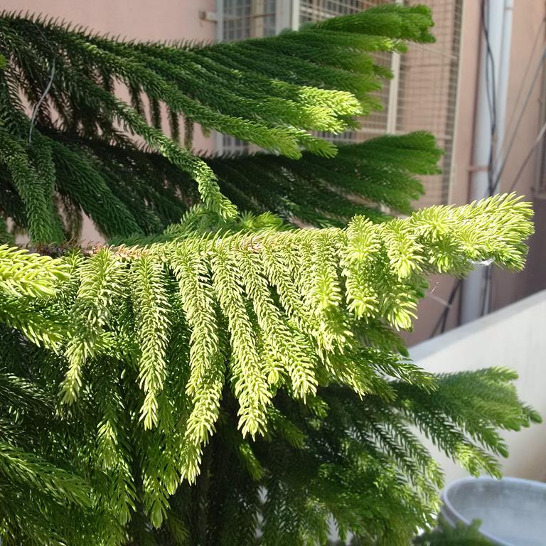 Blackberry Classic Image Sample- 2