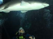 thrill-seeking-granny-dives-with-sharks-to-celebrate-100th-birthday