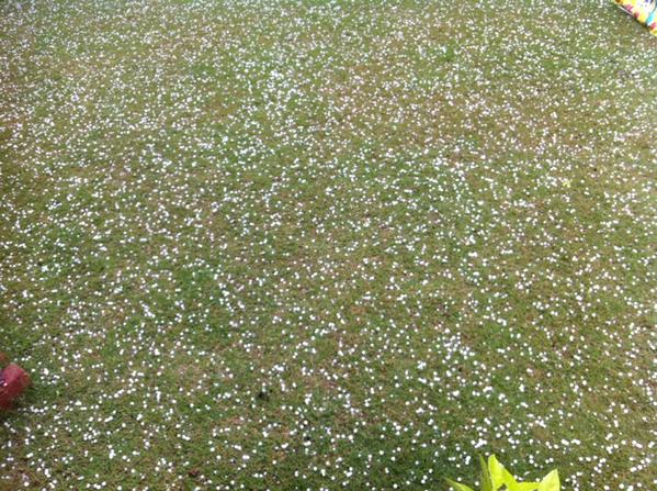In Photos: Hail Storm Across India