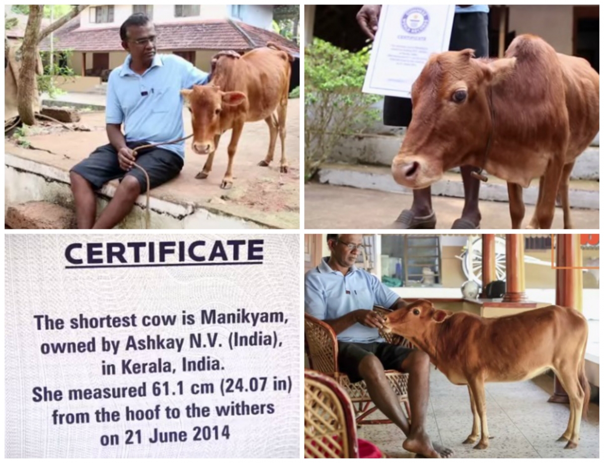 Manikyam- Shortest Cow