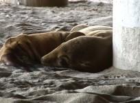 california-stranded-sea-lion-pups-inundate-animal-rescue-centre