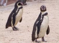 scientists-at-london-zoo-studying-why-penguins-waddle